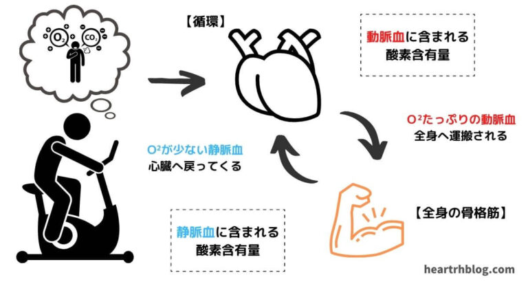 心リハにおける心肺運動負荷試験(CPX)についてわかりやすく説明【後編】